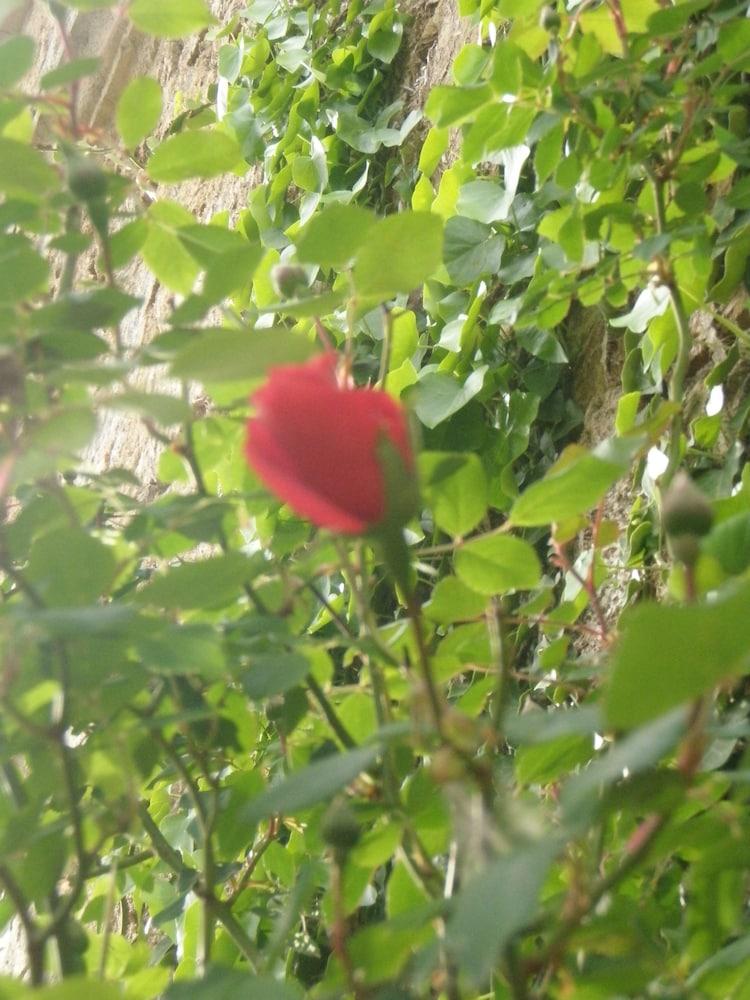 هوتل ماس فيلالونجا بيتي Cassà de la Selva المظهر الخارجي الصورة